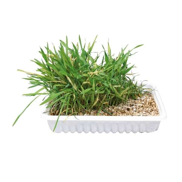 Trixie Katzengras-Schale, ca. 100 g