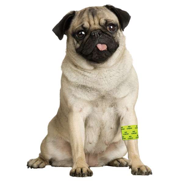 Bandage Petflex No Chew