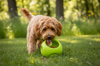 Hund spielt mit West Paw Toppl S