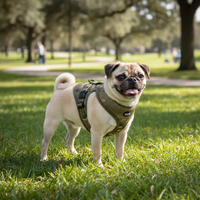 Sehr kleiner Hund trägt Curli Vest Geschirr XS