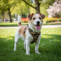 Kleiner Hund mit Curli Vest Geschirr S