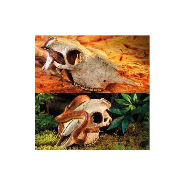 EXOTERRA Buffalo Skull